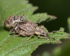 Peritelus sphaeroides