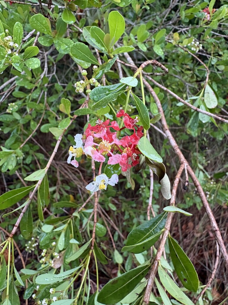 Lucust Berry Locustberry from Miami-Dade County, FL, USA on April 9, 2026 at 01:52 ...