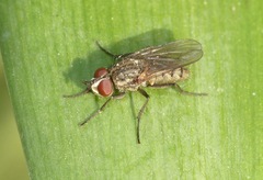 Diptera