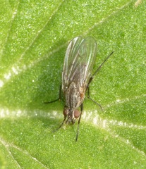 Diptera