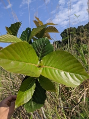 Neonauclea reticulata