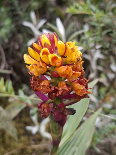 Elleanthus aureus (Poepp. & Endl.) Rchb.f. 2