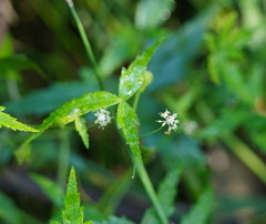 Hydrocotyle geraniifolia