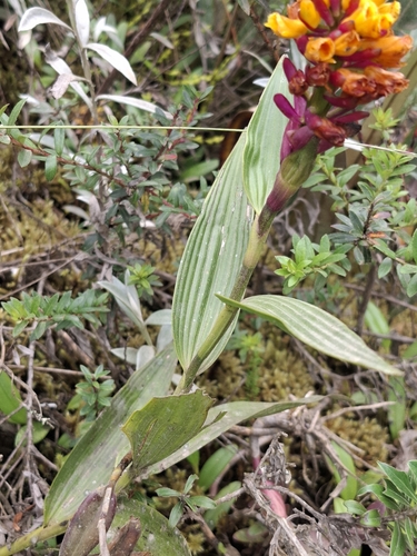 Elleanthus aureus (Poepp. & Endl.) Rchb.f. 3