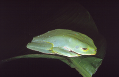 Phyllomedusa trinitatis