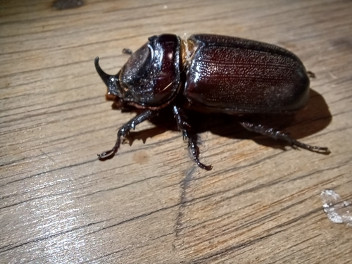 African Rhinoceros Beetle