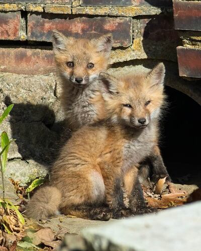 Red Fox photographed in North Carolina