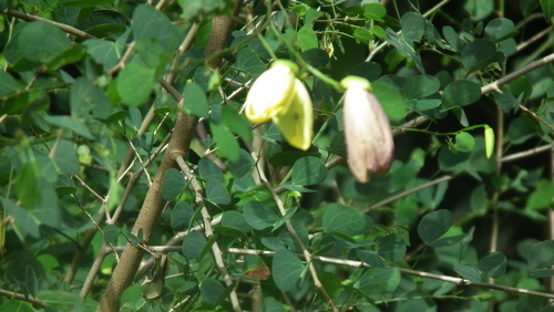 Bauhinia tomentosa