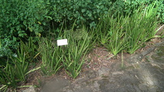 Sansevieria cylindrica