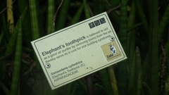 Sansevieria cylindrica