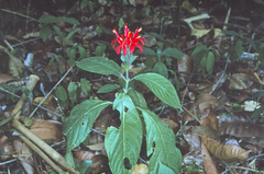 Pachystachys coccinea