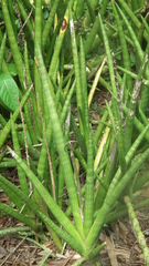 Sansevieria cylindrica