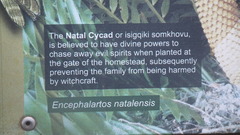 Encephalartos natalensis