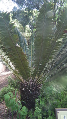 Encephalartos natalensis