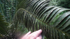 Encephalartos natalensis
