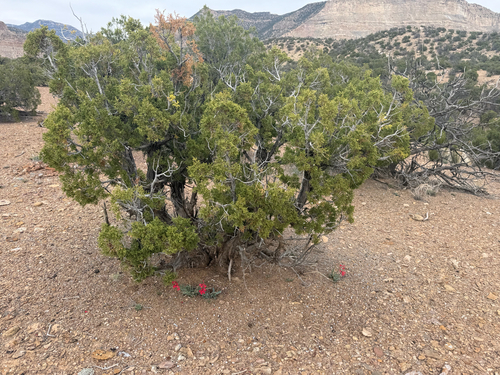 Penstemon utahensis, photograph 6