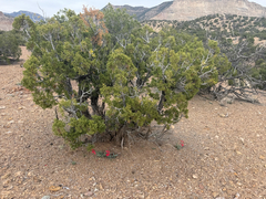 Penstemon utahensis, photograph (c) Zach Earl, some rights reserved (CC BY)