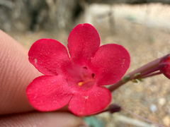 Penstemon utahensis, photograph (c) Zach Earl, some rights reserved (CC BY)