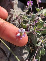 Viola cinerea