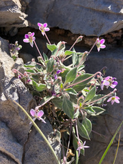 Viola cinerea