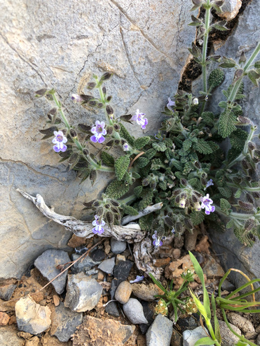 Salvia aegyptiaca L.