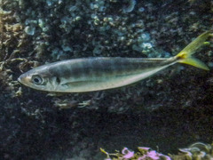 Trachurus mediterraneus
