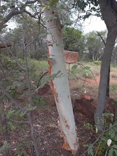 Albizia tanganyicensis, photograph 2
