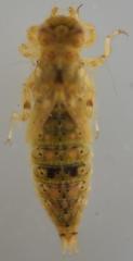 Paragomphus genei