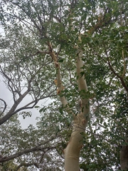 Albizia tanganyicensis, photograph author not stated, no rights reserved