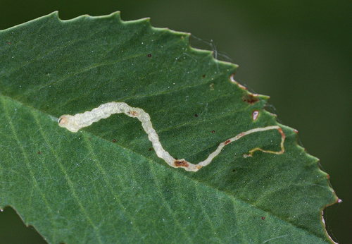 Congested Leafminer