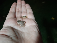 Leptodactylus podicipinus