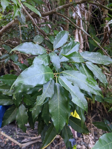 Acer albopurpurascens (Acer albopurpurascens)