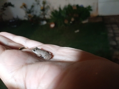 Leptodactylus podicipinus