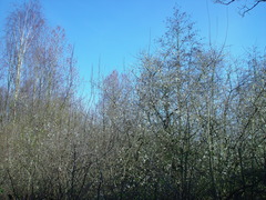 Prunus × fruticans