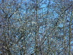 Prunus × fruticans