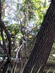 Terpsiphone paradisi