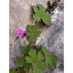 Geranium mascatense