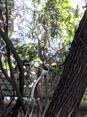 Terpsiphone paradisi