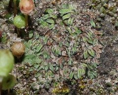 Riccia nigrella