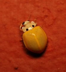 Illeis indica