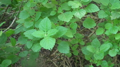 Ocimum labiatum