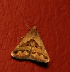 Acantholipes