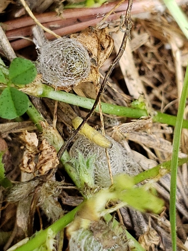 Phytonome de la Luzerne