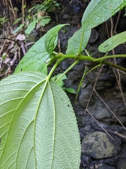 Cypholophus moluccanus