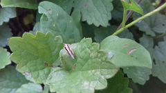 Evacanthus interruptus