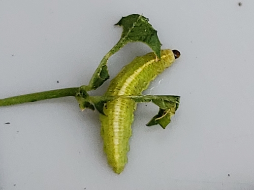 Phytonome de la Luzerne