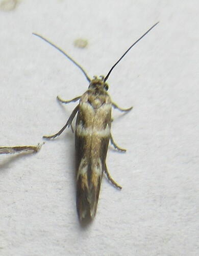 Banded Scythris Moth photo 6