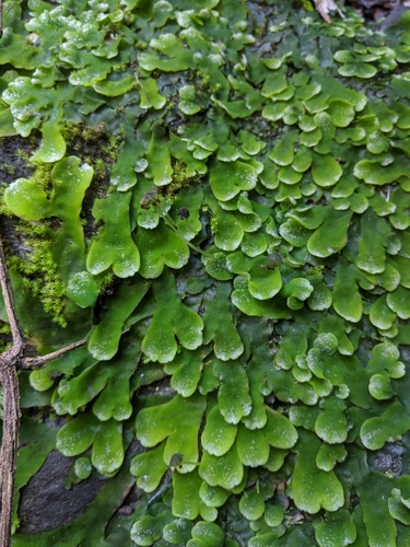 Dumortiera hirsuta