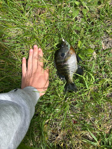 Lepomis macrochirus