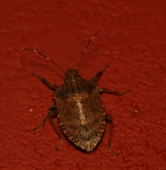 Halyomorpha picus
